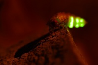 Svetluska vetsi - Lampyris noctiluca - Glow Worm 8270